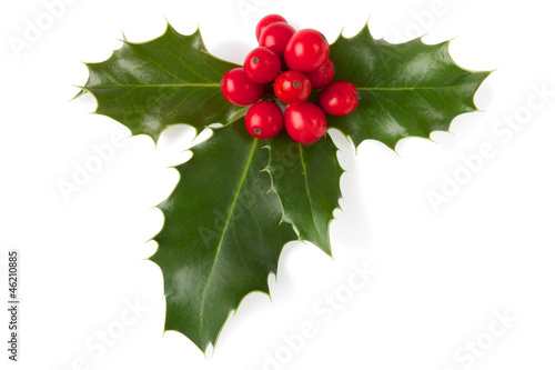 Holly with berries, clipping path included. photo