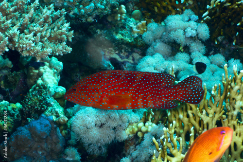 Coral hind in the Red Sea, Egypt. © serg_dibrova