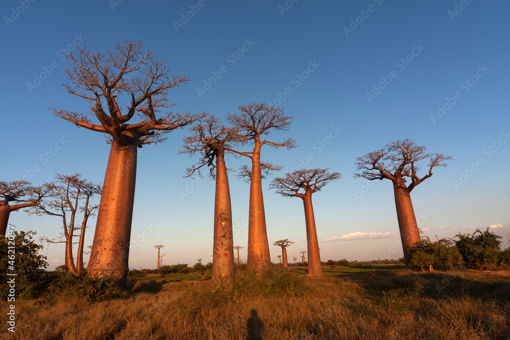 Fototapeta premium Baobab alley, Madagascar 