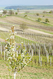 vineyard called Noviny near Cejkovice, Czech Republic