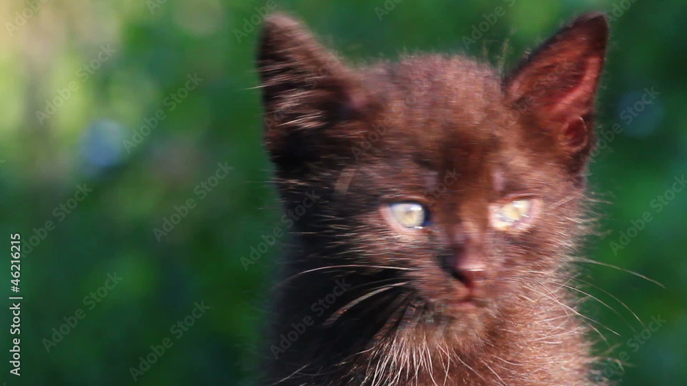 little black kitten plaintively mew outdoor little black kitten plaintively mew outdoor