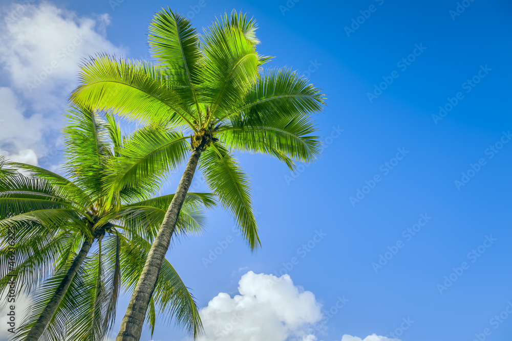 Naklejka premium palm tree