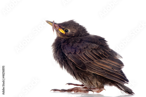 Bilde på lerret Young starling with worm