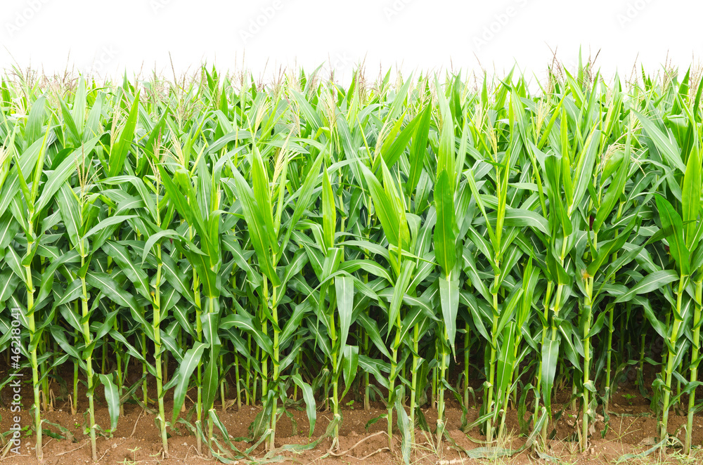 Fototapeta premium A green field of corn