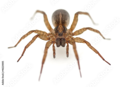 Live spider isolated on white background