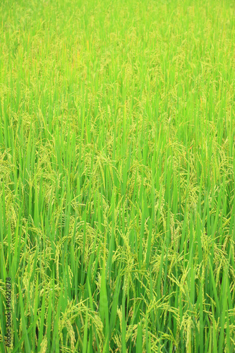 Fotografia Rice field with rice panicle
