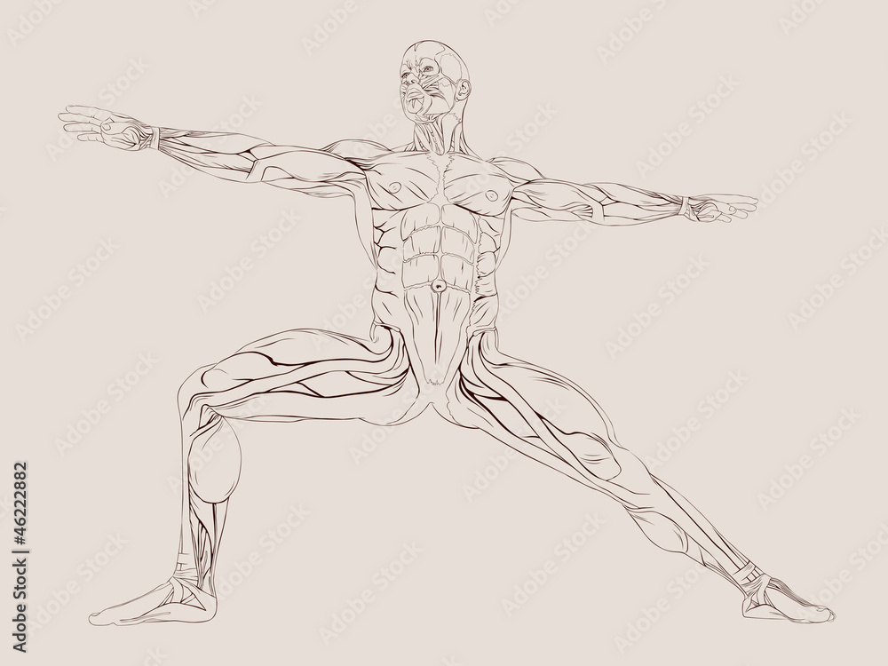 Fototapeta Ilustracja wektorowa anatomii mięśni człowieka