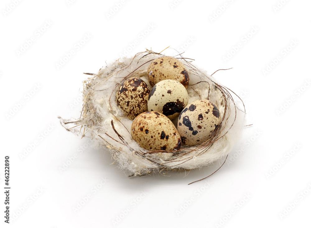 bird nest with eggs bird nest with eggs