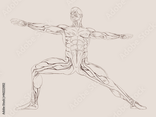 Fototapeta Naklejka Na Ścianę i Meble -  Vector Illustration of Human Muscle Anatomy