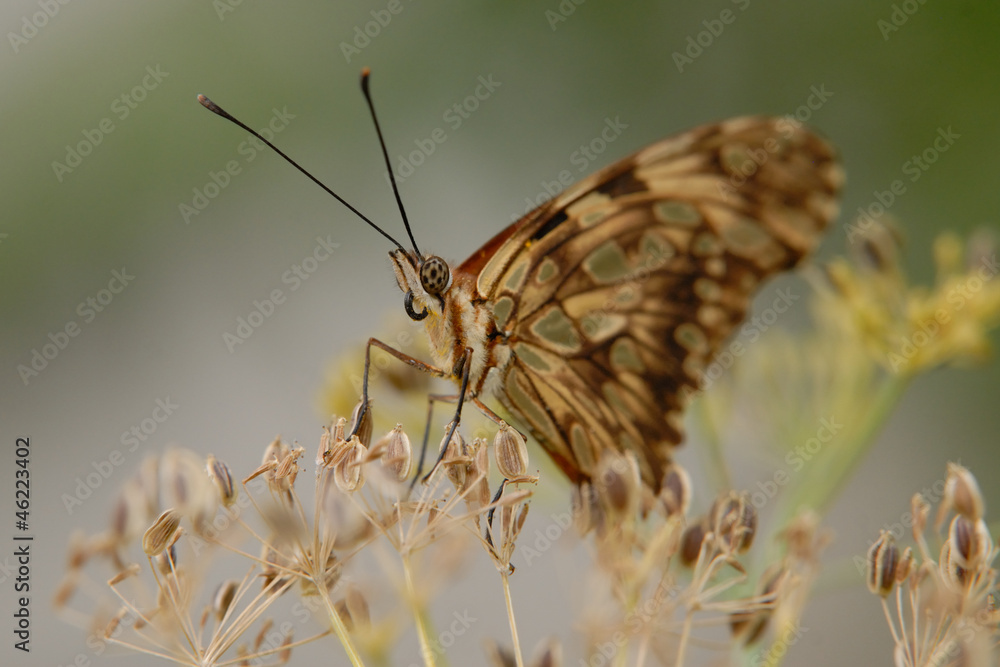 Obraz premium Agraulis vanillae - Passion Butterfly