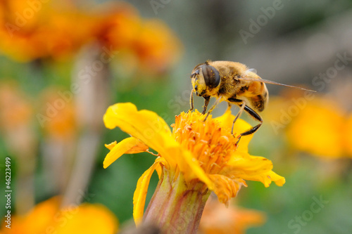 Sirfido - (syrphidae) photo