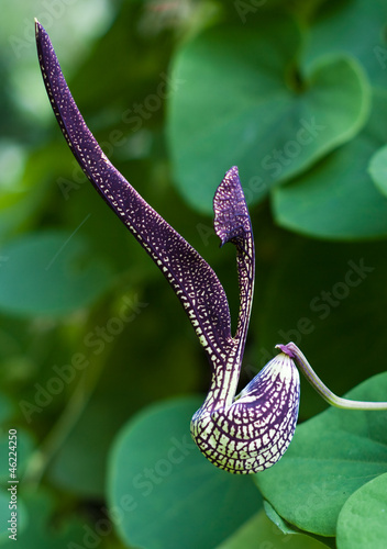 Fotografia gaping dutchman's pipe flower  (Aristolochia ringens Vahl.)