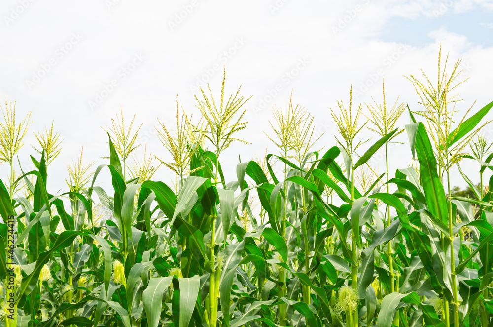 Fototapeta premium corn field