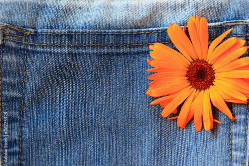 Fototapeta Marigold flower on jeans background