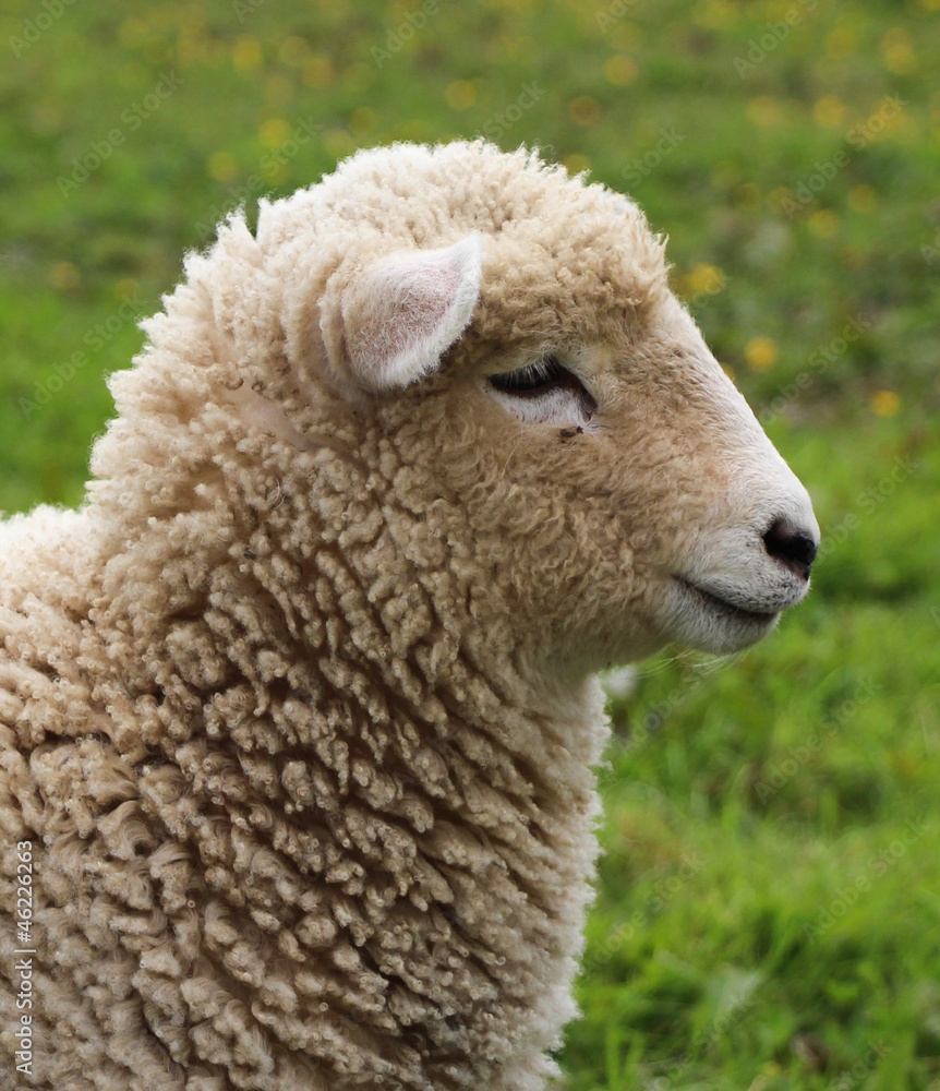 Fototapeta premium Wooly Sheep