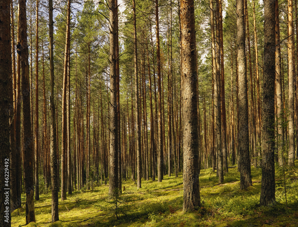Pine wood. Pine wood.
