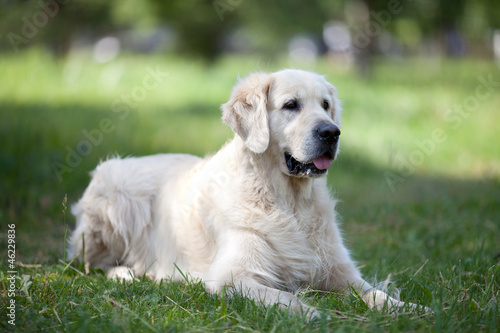 Beauty Golden Retriever dog