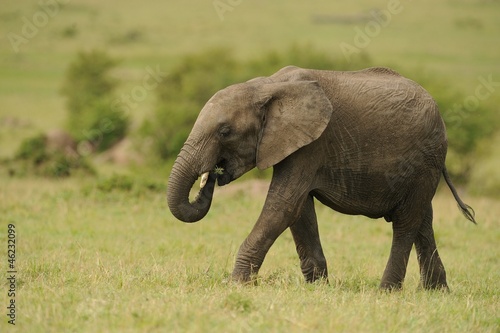 Elefante giovane