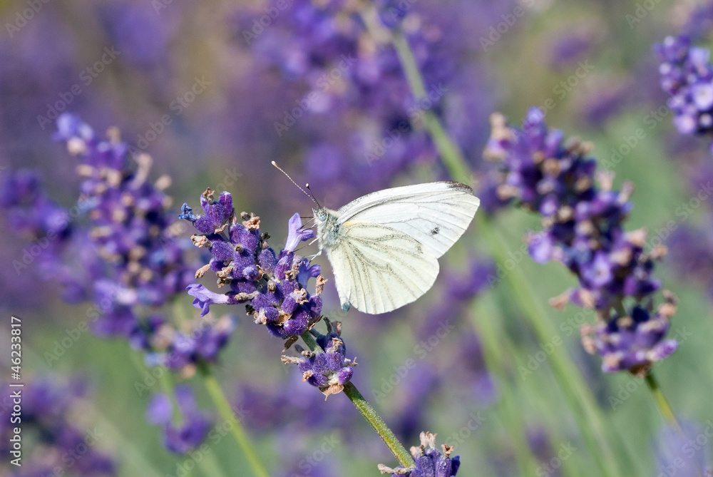 Naklejka premium Motyl kapusta biała zapyla kwiat lawendy