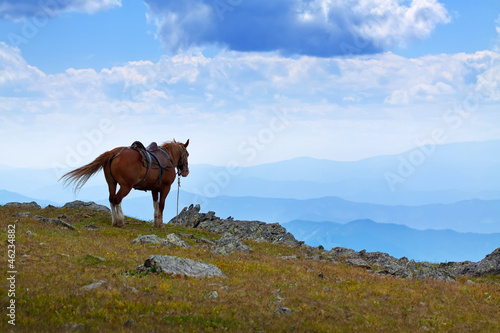 saddled horse near abyss edge