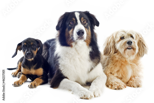 Fototapeta Naklejka Na Ścianę i Meble -  three dogs