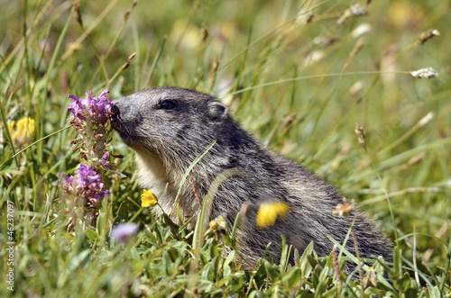 Alpine marmot near flower