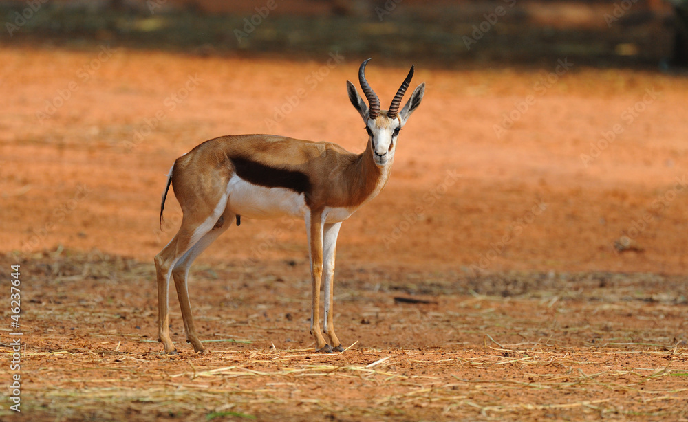 Thompson Gazelle Thompson Gazelle