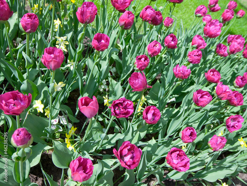 Bed with tulips