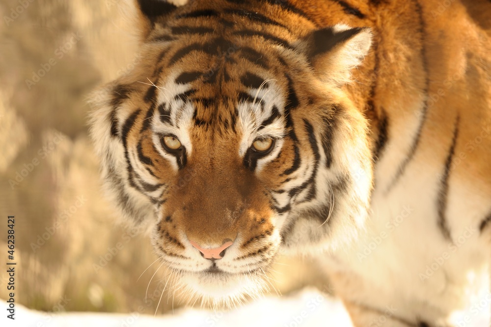 Obraz premium Tigre siberiana