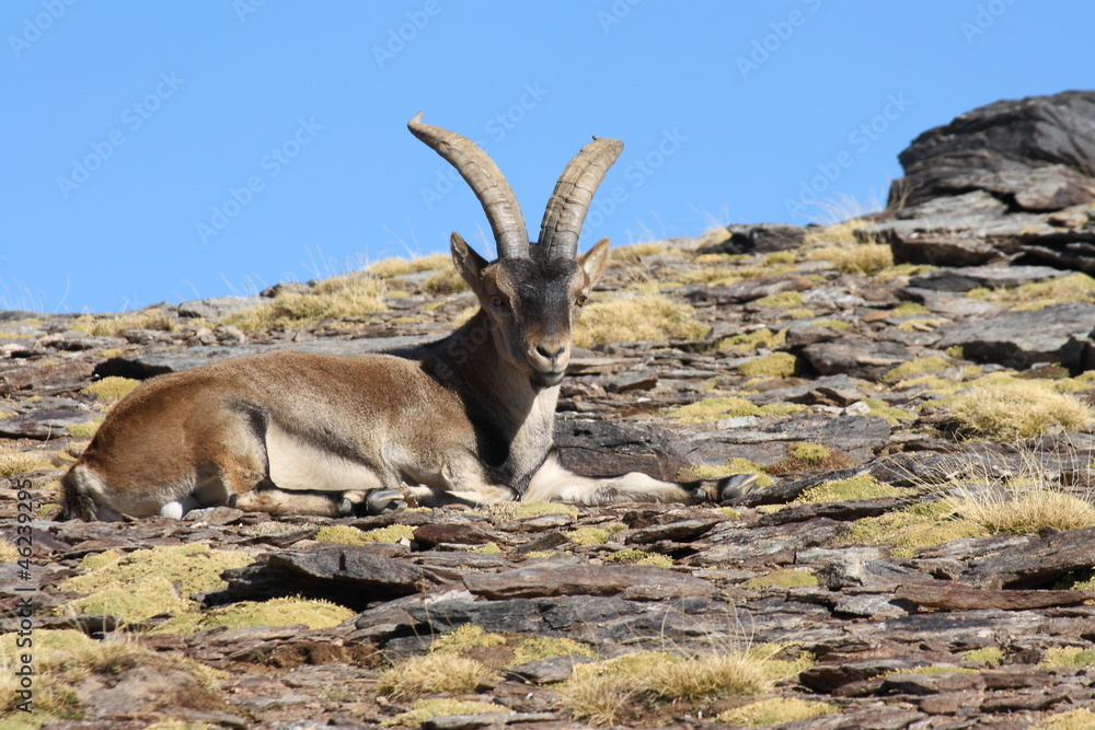 resting Iberian Ibex resting Iberian Ibex