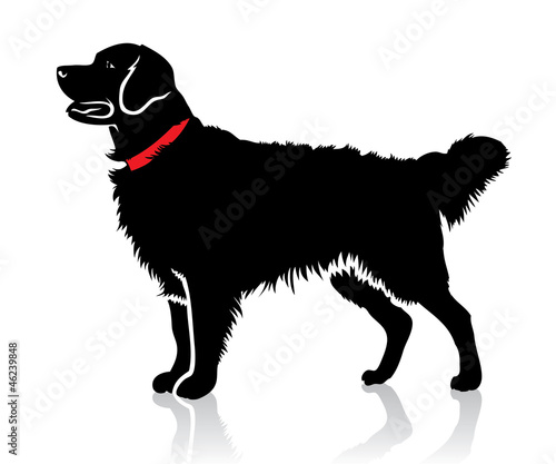 Retriever dog - vector illustration