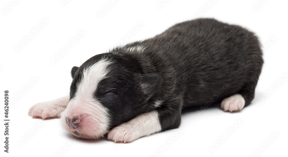 Australian Shepherd puppy, 7 days old Australian Shepherd puppy, 7 days old