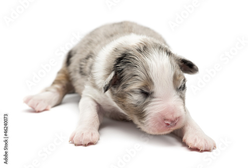 Australian Shepherd puppy, 7 days old