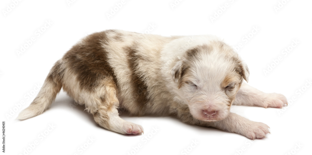 Obraz premium Australian Shepherd puppy, 16 days old