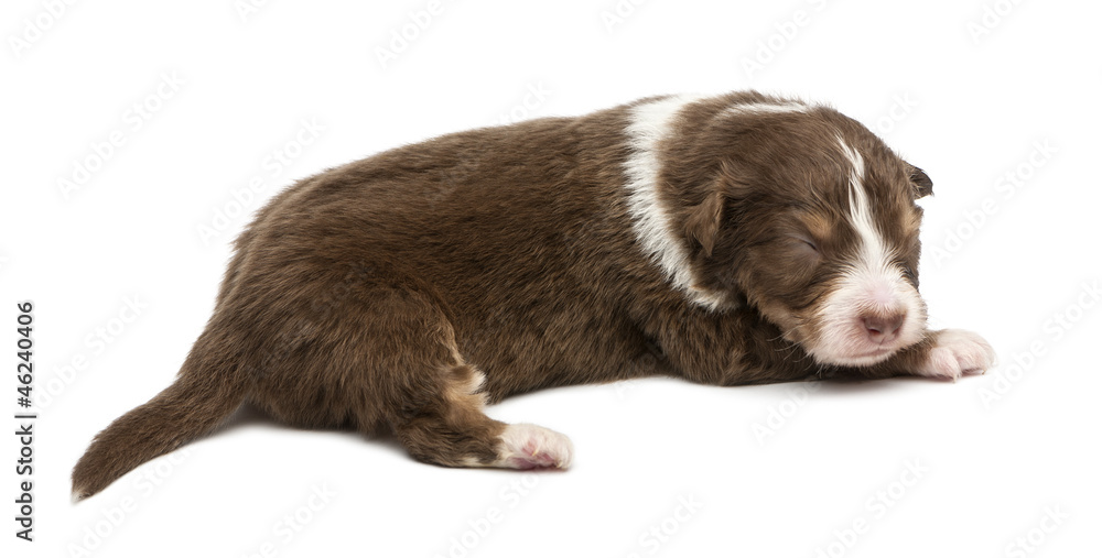 Obraz premium Australian Shepherd puppy, 16 days old