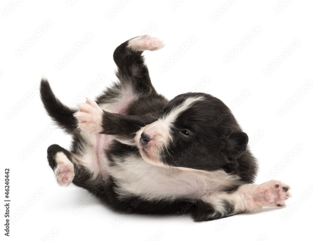Australian Shepherd puppy, 18 days old Australian Shepherd puppy, 18 days old