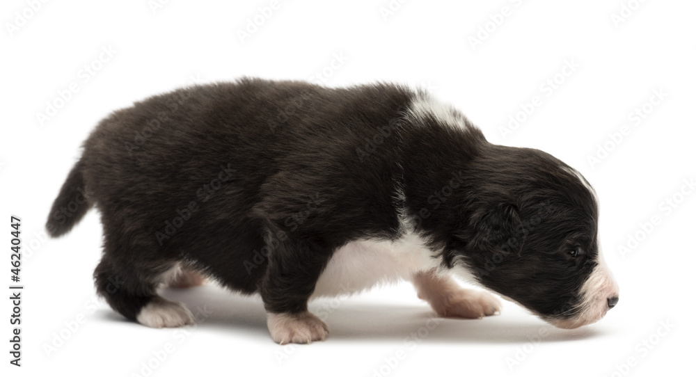 Fototapeta premium Australian Shepherd puppy, 18 days old