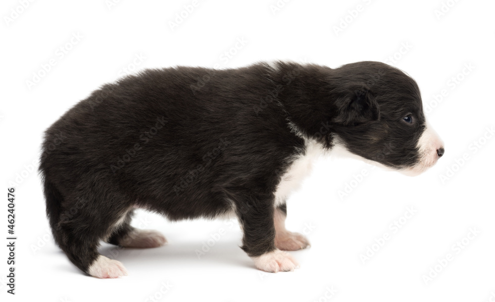 Fototapeta premium Australian Shepherd puppy, 18 days old