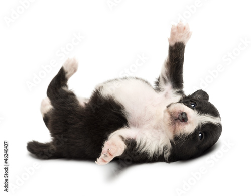 Fototapeta Naklejka Na Ścianę i Meble -  Australian Shepherd puppy, 18 days old