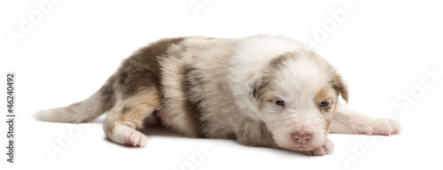 Australian Shepherd puppy, 18 days old