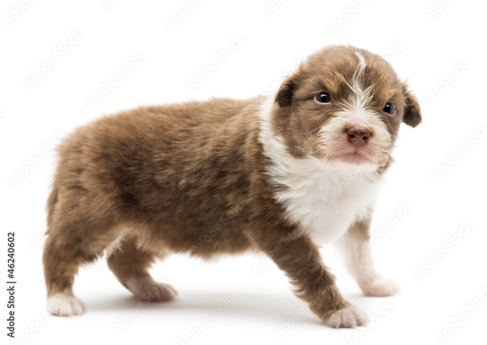 Australian Shepherd puppy, 22 days old Australian Shepherd puppy, 22 days old