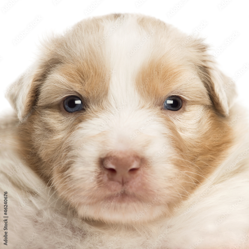Close-up of an Australian Shepherd puppy, 22 days old