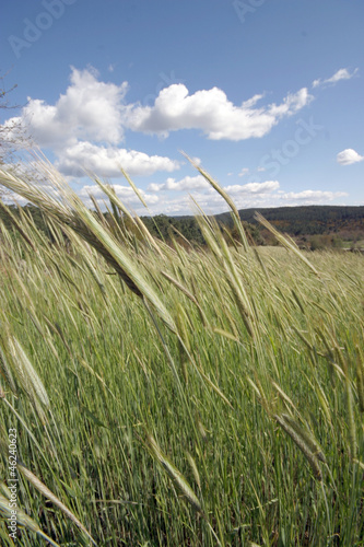 field of rye and sunny day