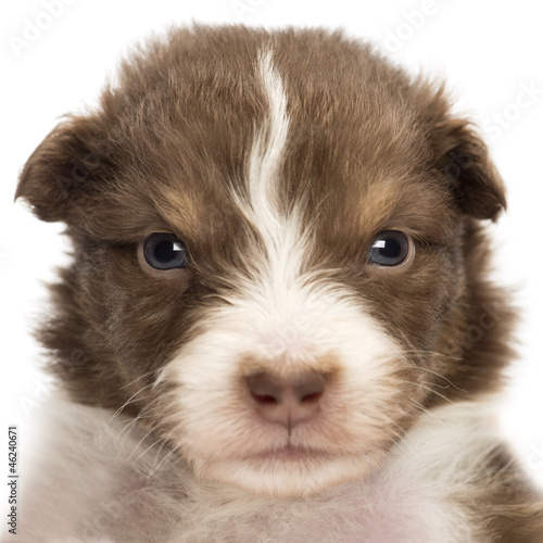 Close-up of an upset Australian Shepherd puppy, 22 days old