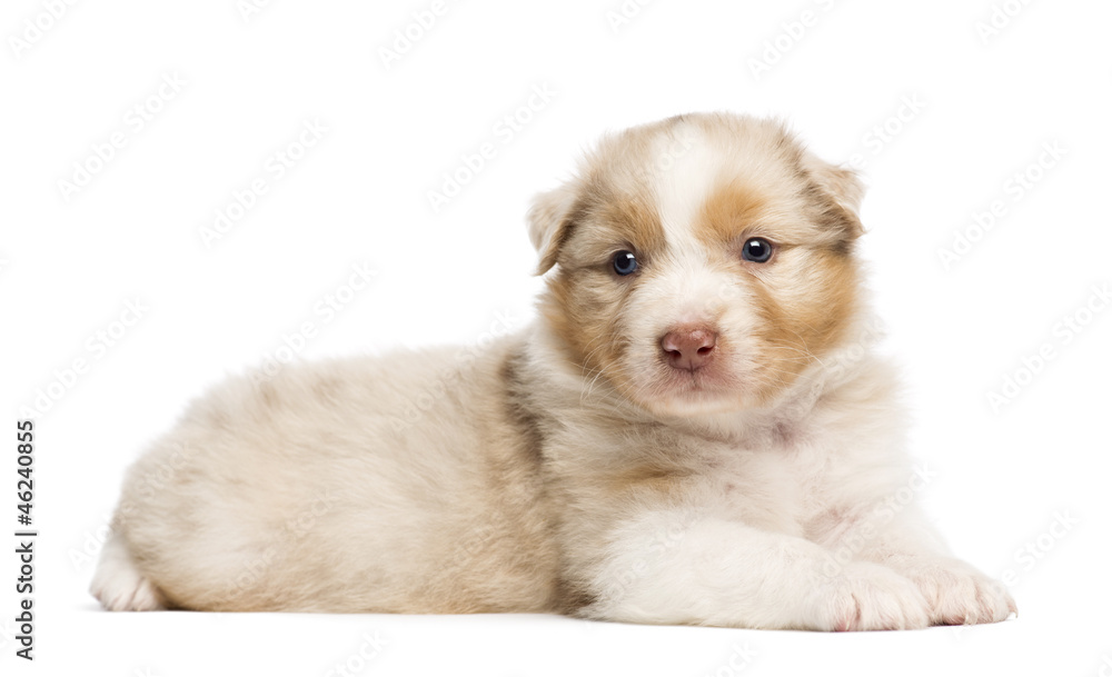 Obraz premium Australian Shepherd puppy, 30 days old