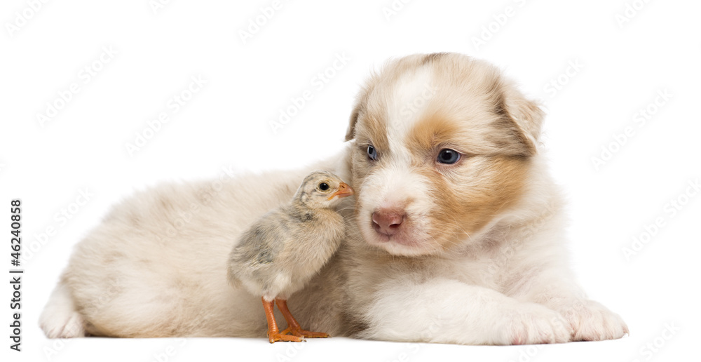 Australian Shepherd puppy, 30 days old Australian Shepherd puppy, 30 days old