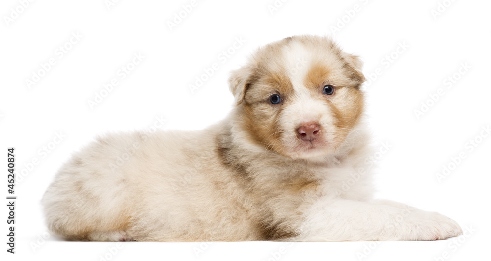 Australian Shepherd puppy, 30 days old Australian Shepherd puppy, 30 days old