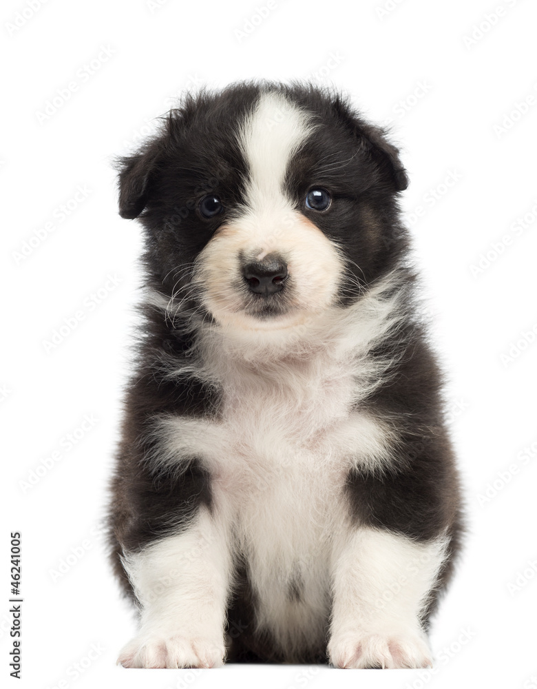 Australian Shepherd puppy, 1 months and 3 days old