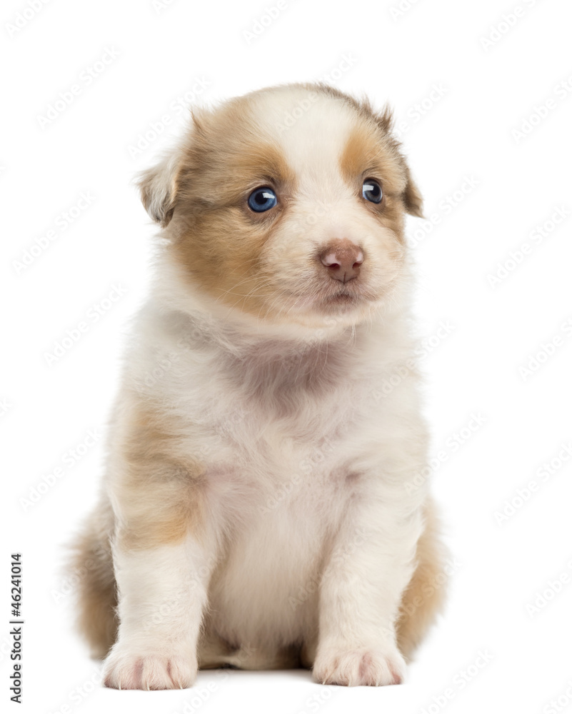Australian Shepherd puppy, 1 months and 3 days old Australian Shepherd puppy, 1 months and 3 days old