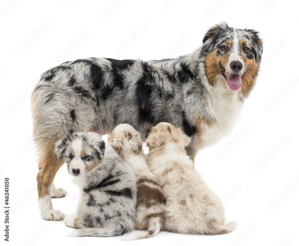 6 week best sale old australian shepherd